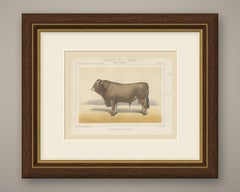 Bazadaise Bull, French Cattle Chromolithograph by Olivier de Penne, 1863