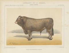 Bazadaise Bull, French Cattle Chromolithograph by Olivier de Penne, 1863