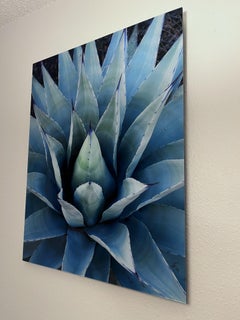 Agave, Fotografie, C-Typ