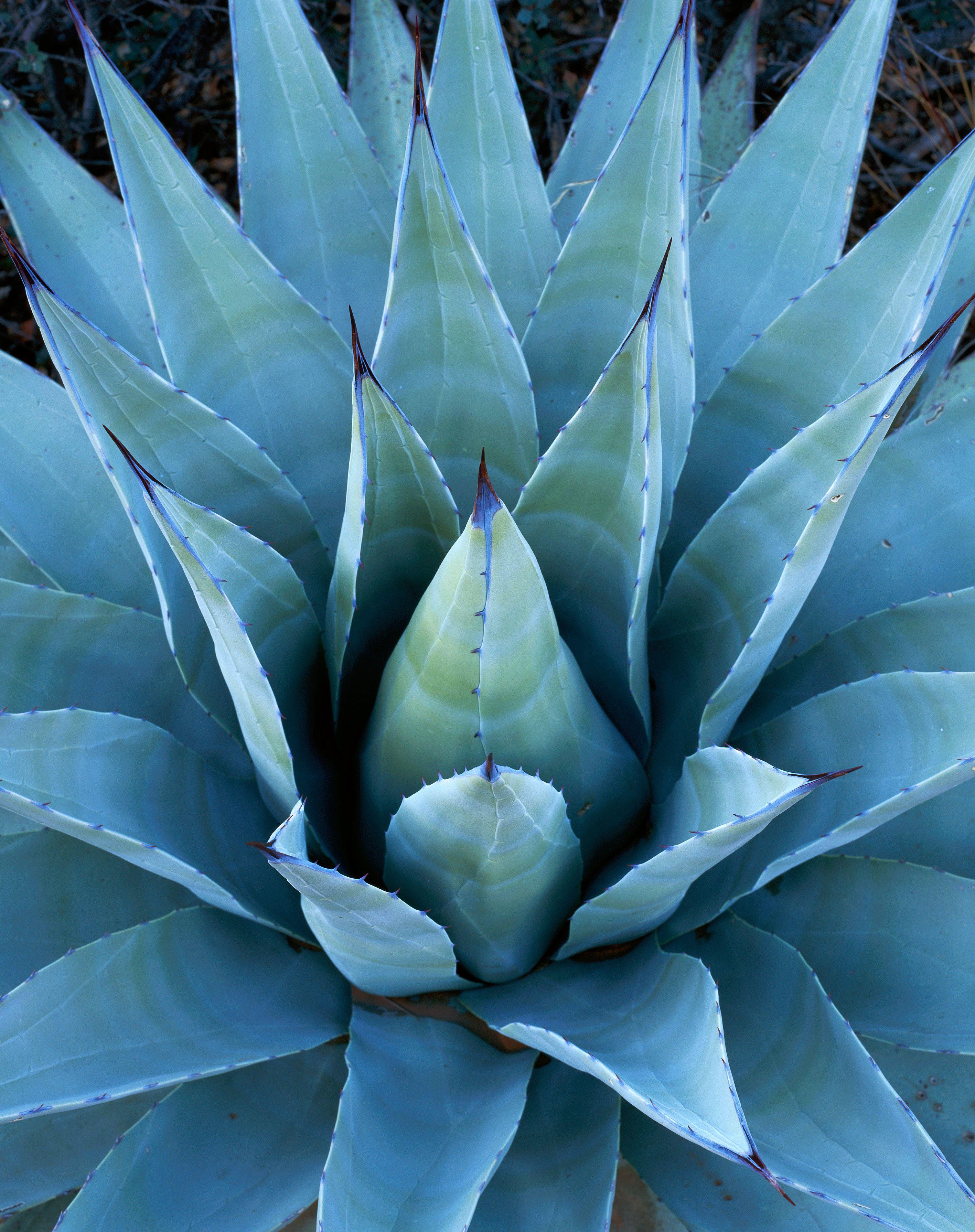 Agave, Photographie, C.C.