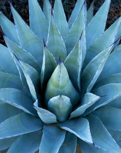 Agave, Fotografie, C-Typ