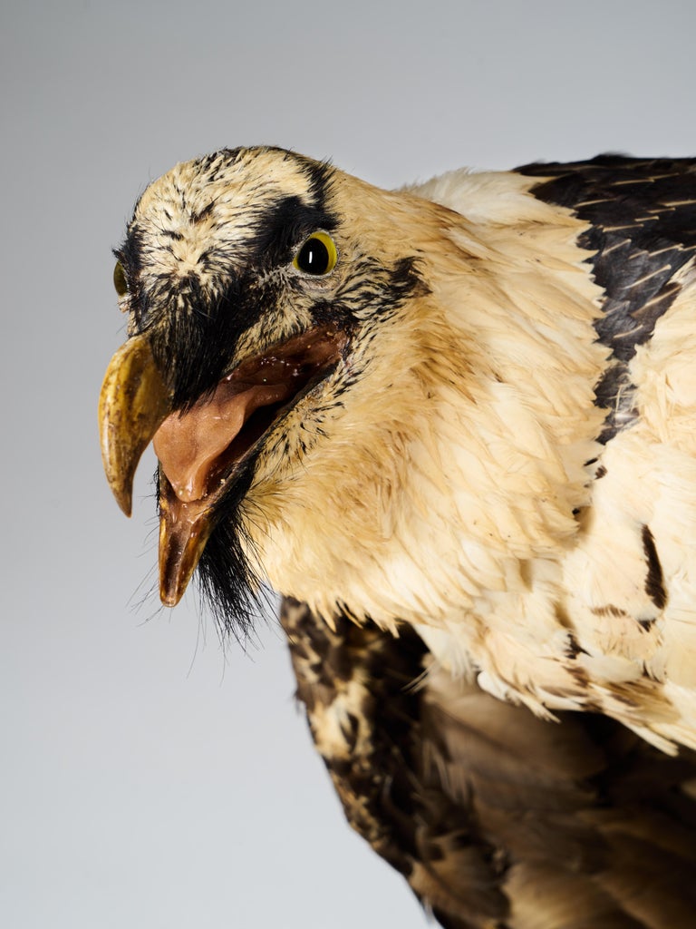 Bearded Vulture 'Gypaetus barbatus', II/A Cites dd 09/03/2019 For Sale