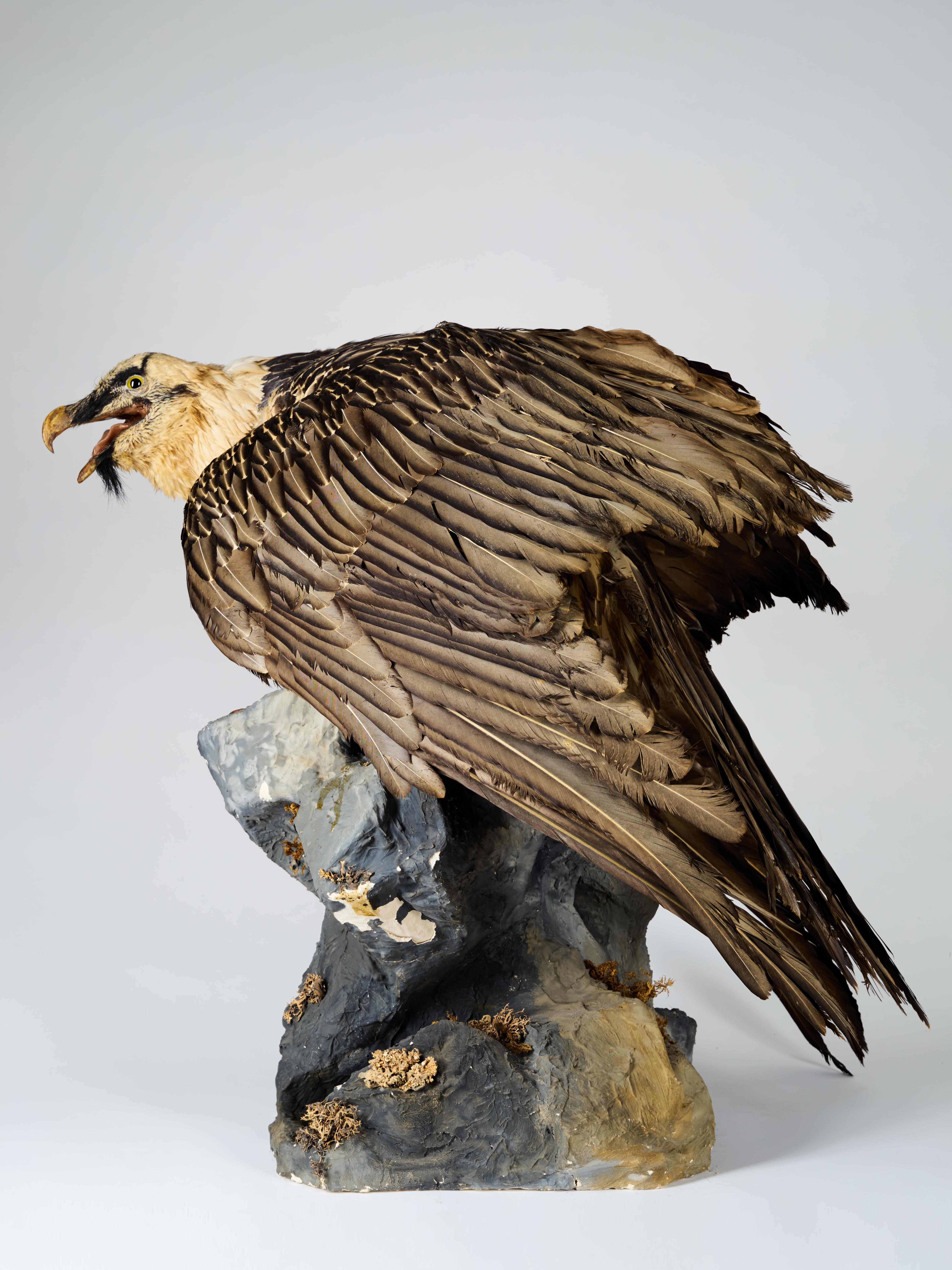 taxidermy vulture for sale