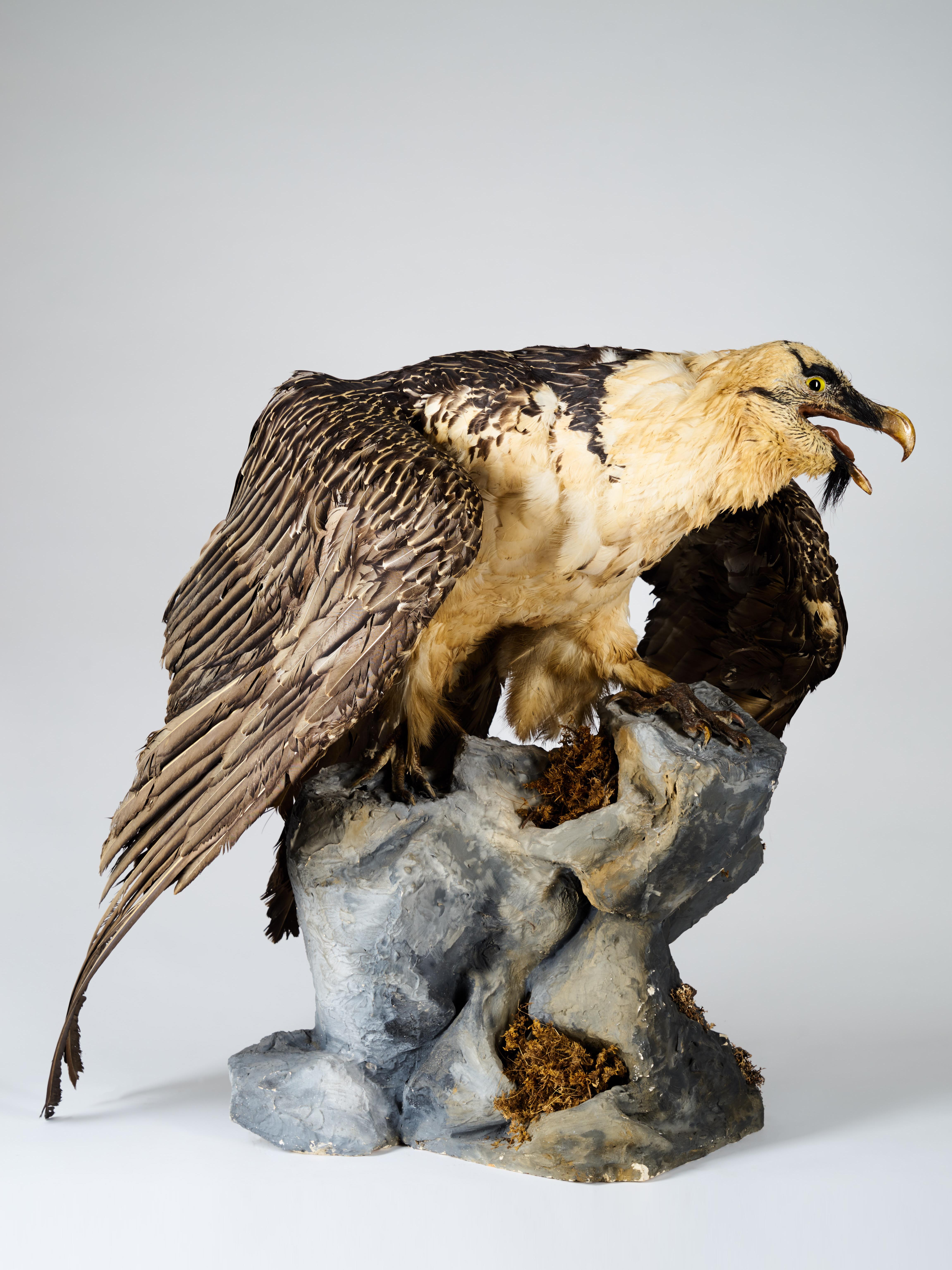 Bearded Vulture 'Gypaetus barbatus', II/A -Cites dd 09/03/2019 In Good Condition For Sale In Leuven , BE