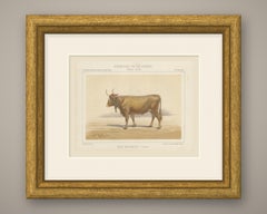 Béarnaise Cow with Bell Collar, French Cattle Chromolithograph, 1863