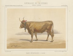 Béarnaise Cow with Bell Collar, French Cattle Chromolithograph, 1863