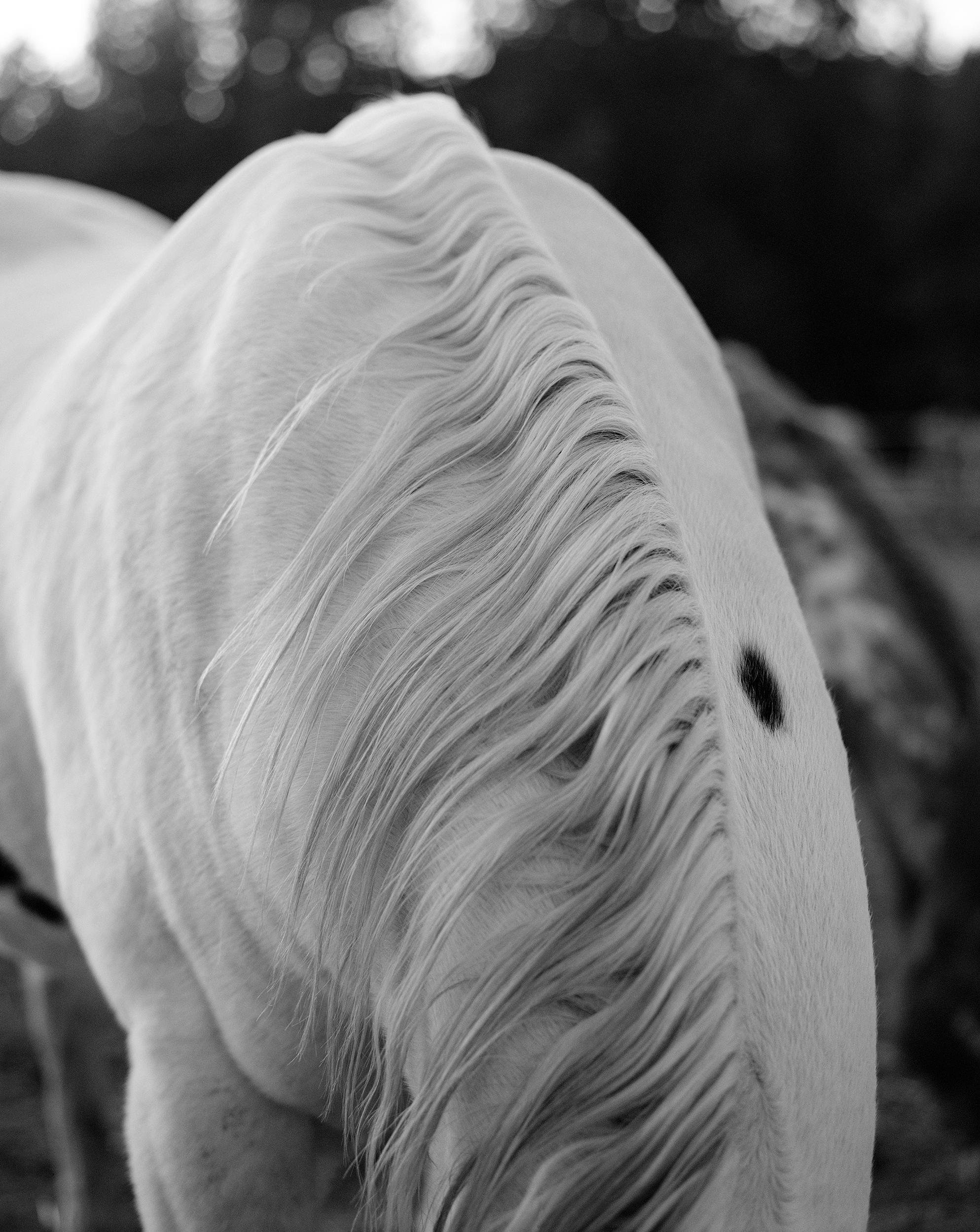 Beau Simmons - Regal, Photography 2022, Printed After