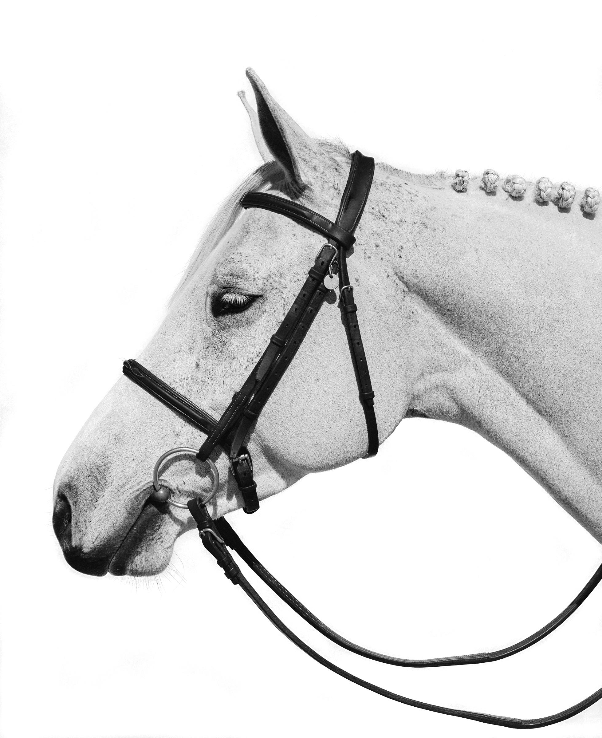 Series: The Equestrian Collection
Archival Pigment Print
All available sizes without frame (with frame):
40" x 32"  (47" x 39")
60" x 48"  (67" x 55")
75" x 60"	 (84" x 69")
Edition of 10 + 2 Artist Proof Total Across All Sizes

The horse has always