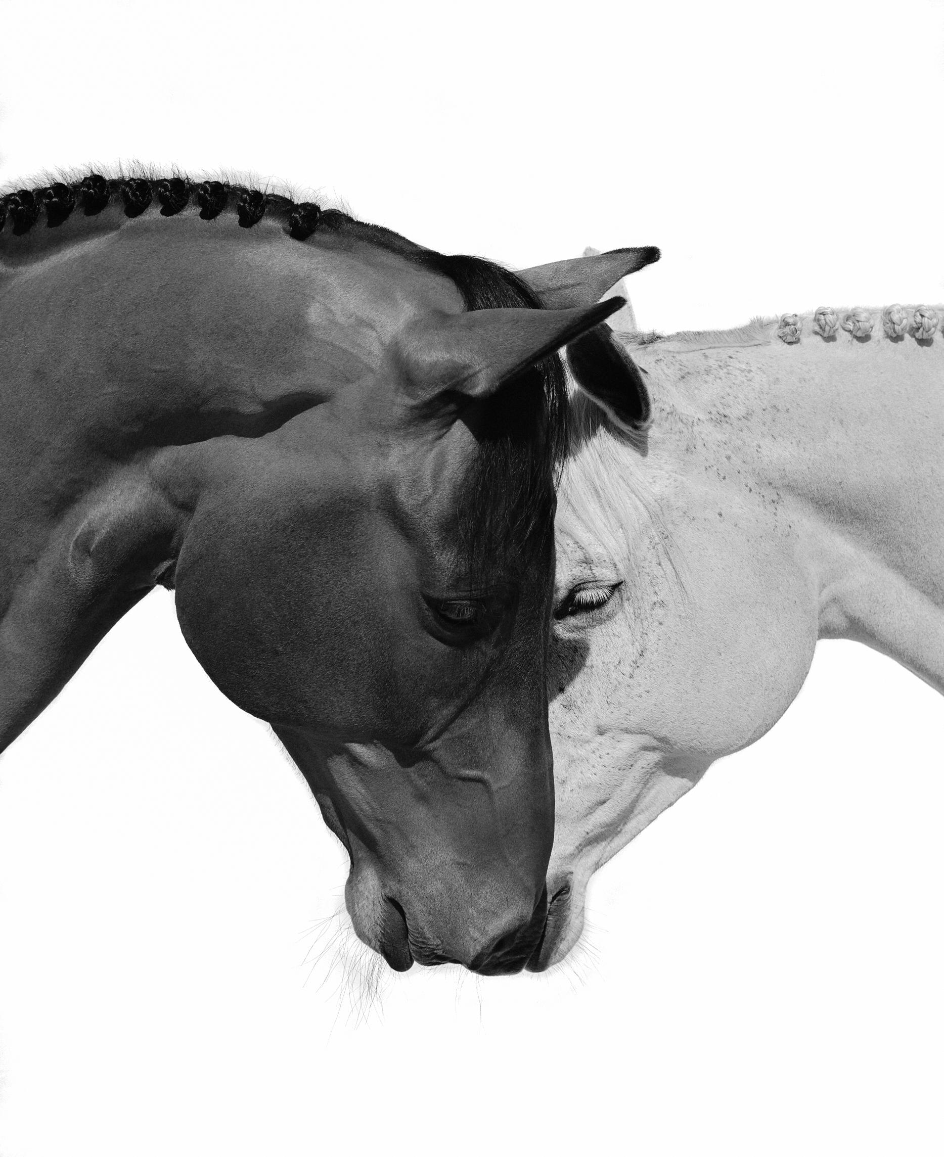 Serie: The Equestrian Collection'S
Archivalischer Pigmentdruck
Alle verfügbaren Größen ohne Rahmen (mit Rahmen):
40" x 32"  (47" x 39")
60" x 48"  (67" x 55")
75" x 60"	 (84" x 69")
Auflage von 10 + 2 Artist Proofs insgesamt in allen Größen

Ein