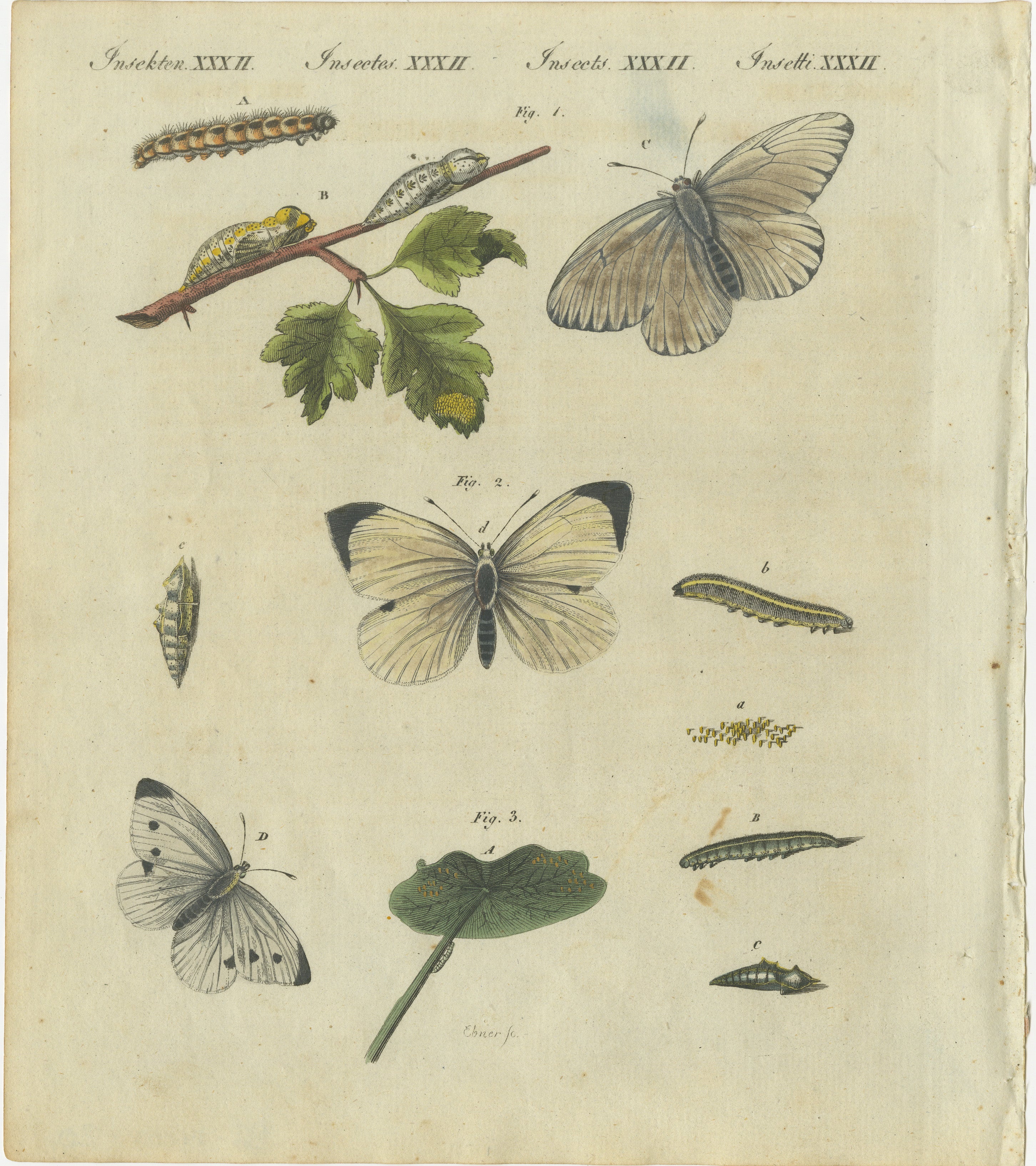 Title: Beautiful 1805 Hand-Colored Engraving of Butterfly Life Cycle from Bertuch’s Work  

Description:  
This enchanting hand-colored engraving is from Friedrich Justin Bertuch’s *Porte-Feuille des Enfants* (Children's Portfolio), published in