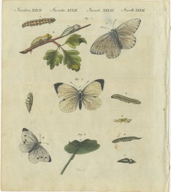 Beautiful 1805 Hand-Colored Engraving of Butterfly Life Cycle from Bertuch