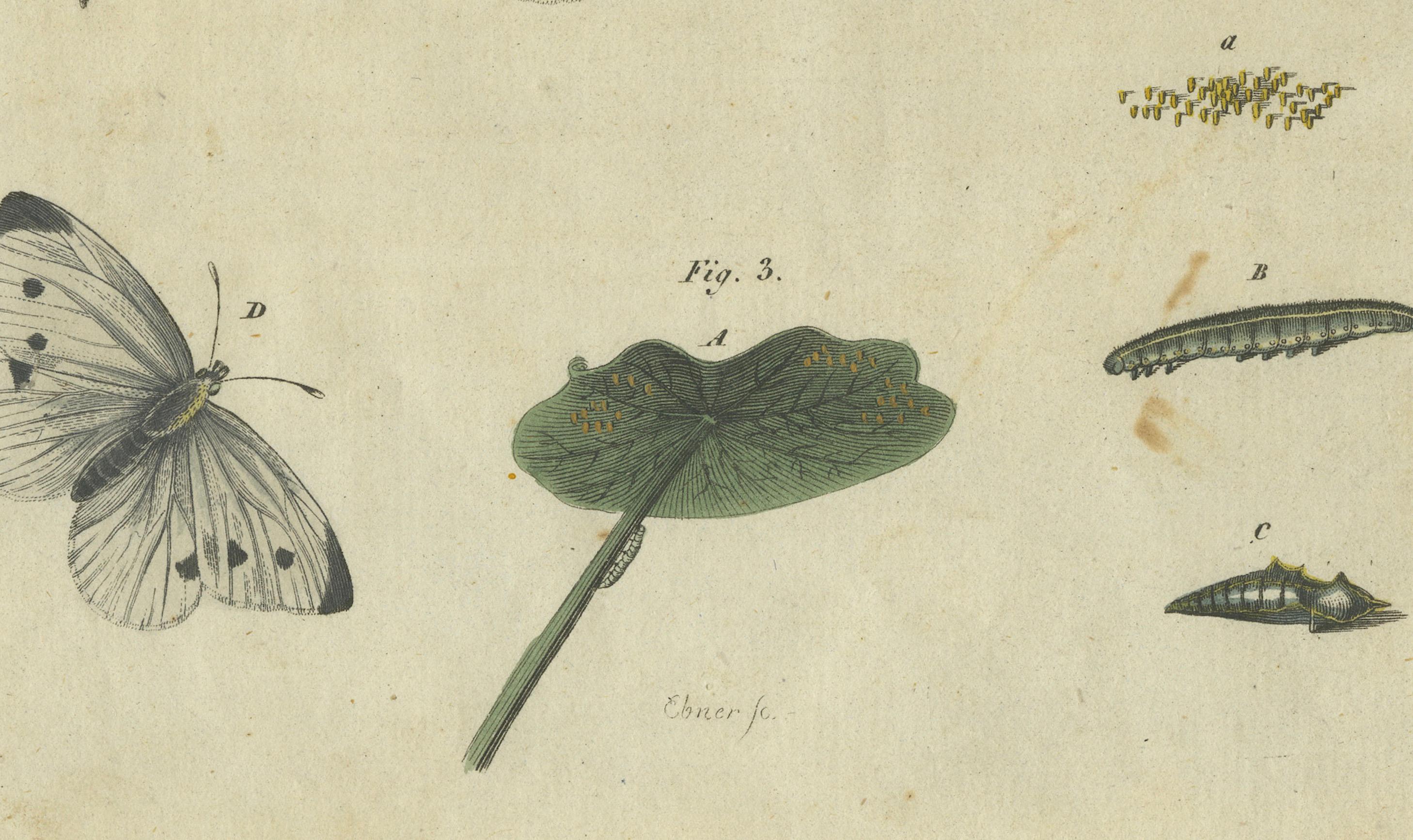 Engraved Beautiful 1805 Hand-Colored Engraving of Butterfly Life Cycle from Bertuch For Sale