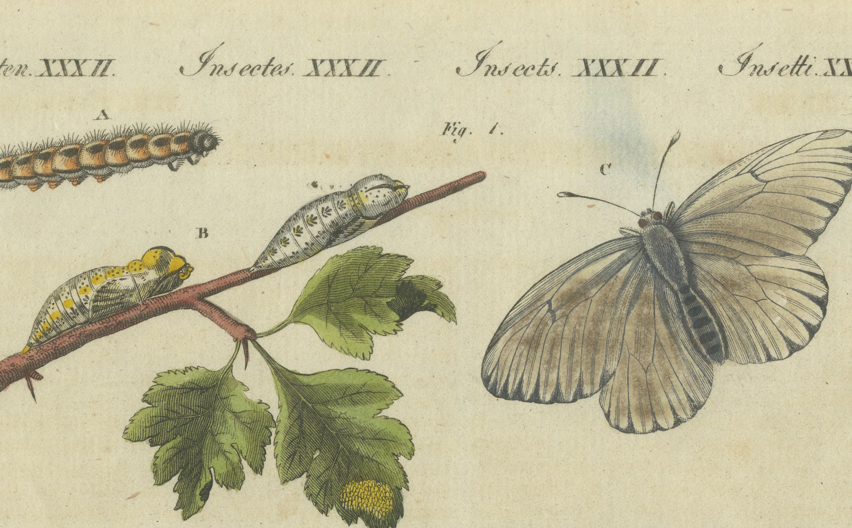 Beautiful 1805 Hand-Colored Engraving of Butterfly Life Cycle from Bertuch In Good Condition For Sale In Langweer, NL