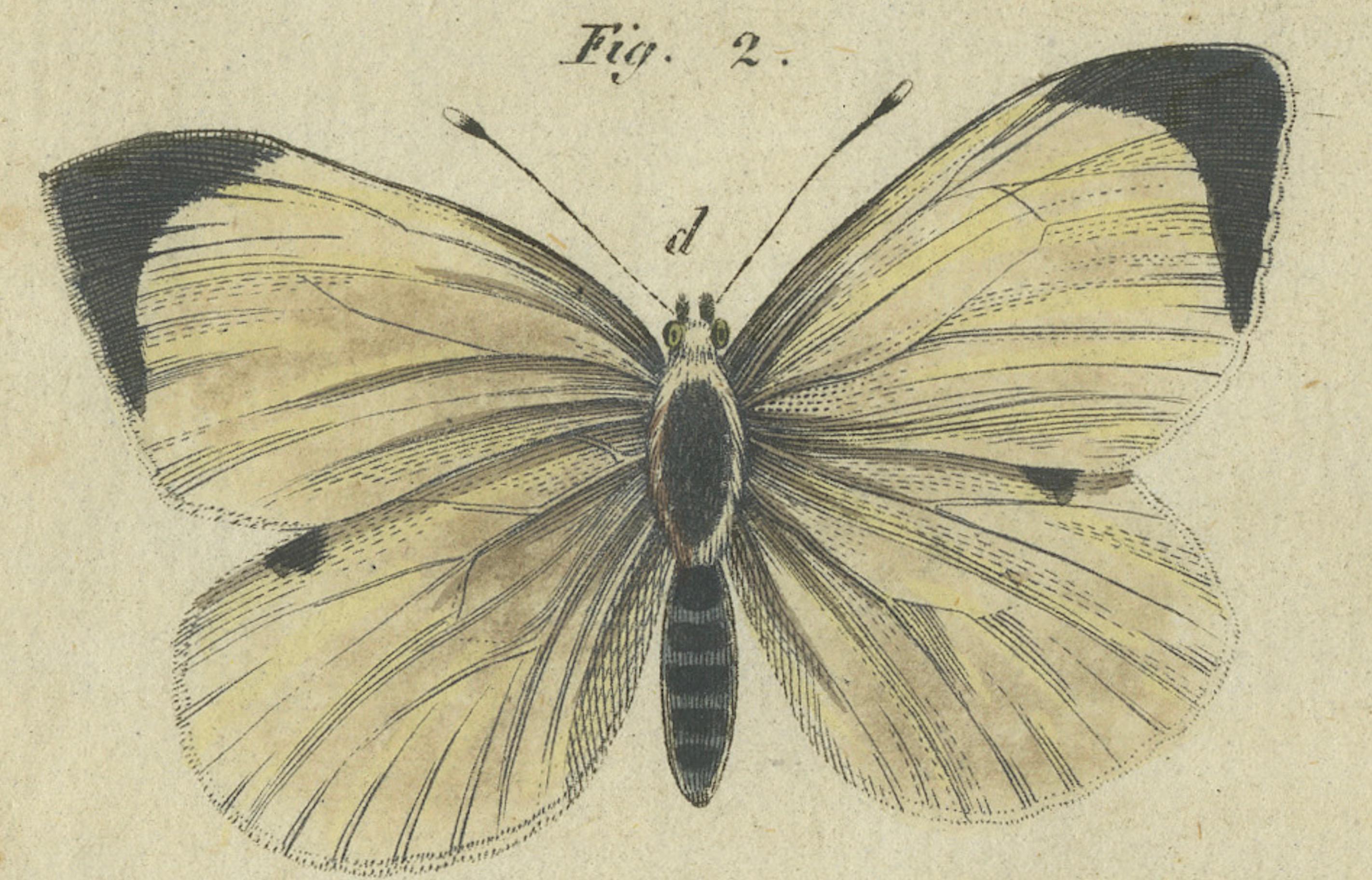 Early 19th Century Beautiful 1805 Hand-Colored Engraving of Butterfly Life Cycle from Bertuch For Sale
