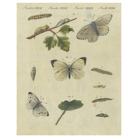 Beautiful 1805 Hand-Colored Engraving of Butterfly Life Cycle from Bertuch