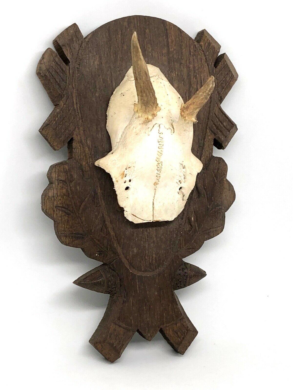 Hand-Carved Beautiful Abnormal Deer Antler Stag Taxidermy Trophy Vintage, German, 1980s For Sale