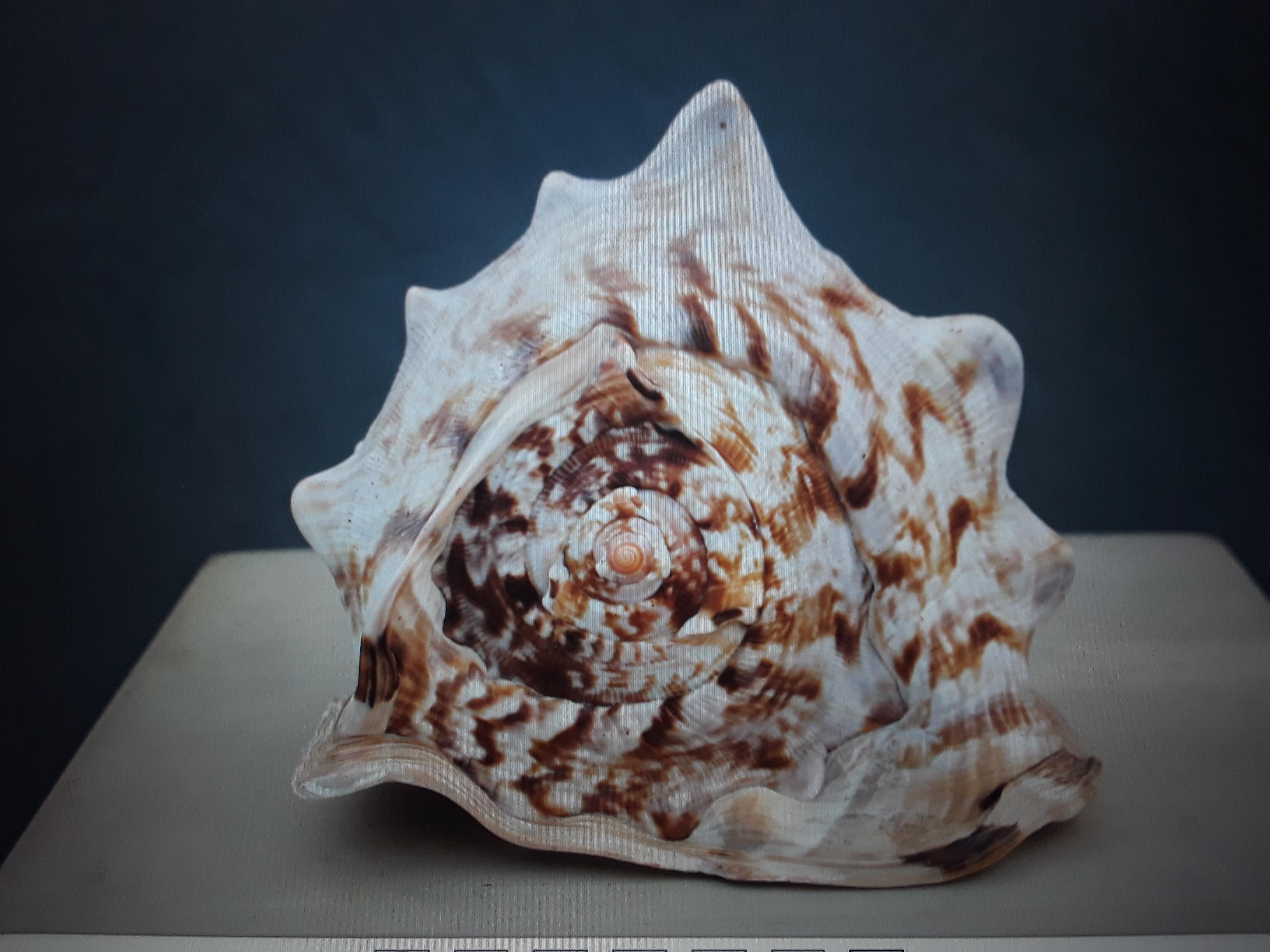 Beautiful and Large Highly Decorative Natural Sea Shell. I purchased a collection of large beautiful Sea Shells from an antique store in Newport. 