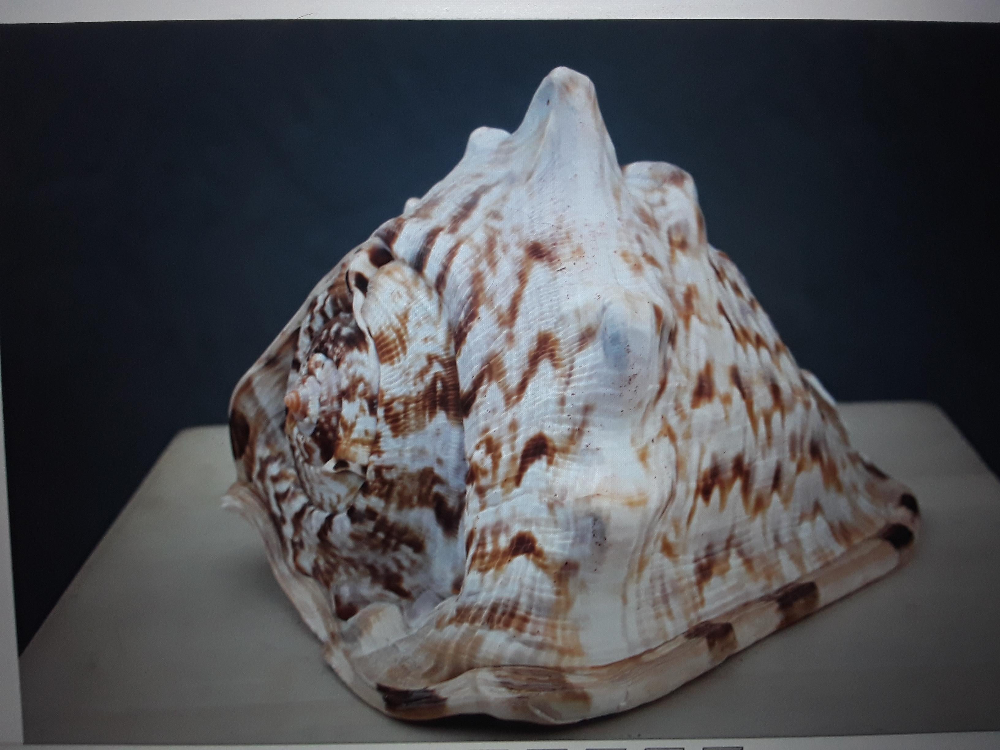 Schöne und sehr dekorative natürliche Muschelschale #3 im Zustand „Gut“ im Angebot in Opa Locka, FL