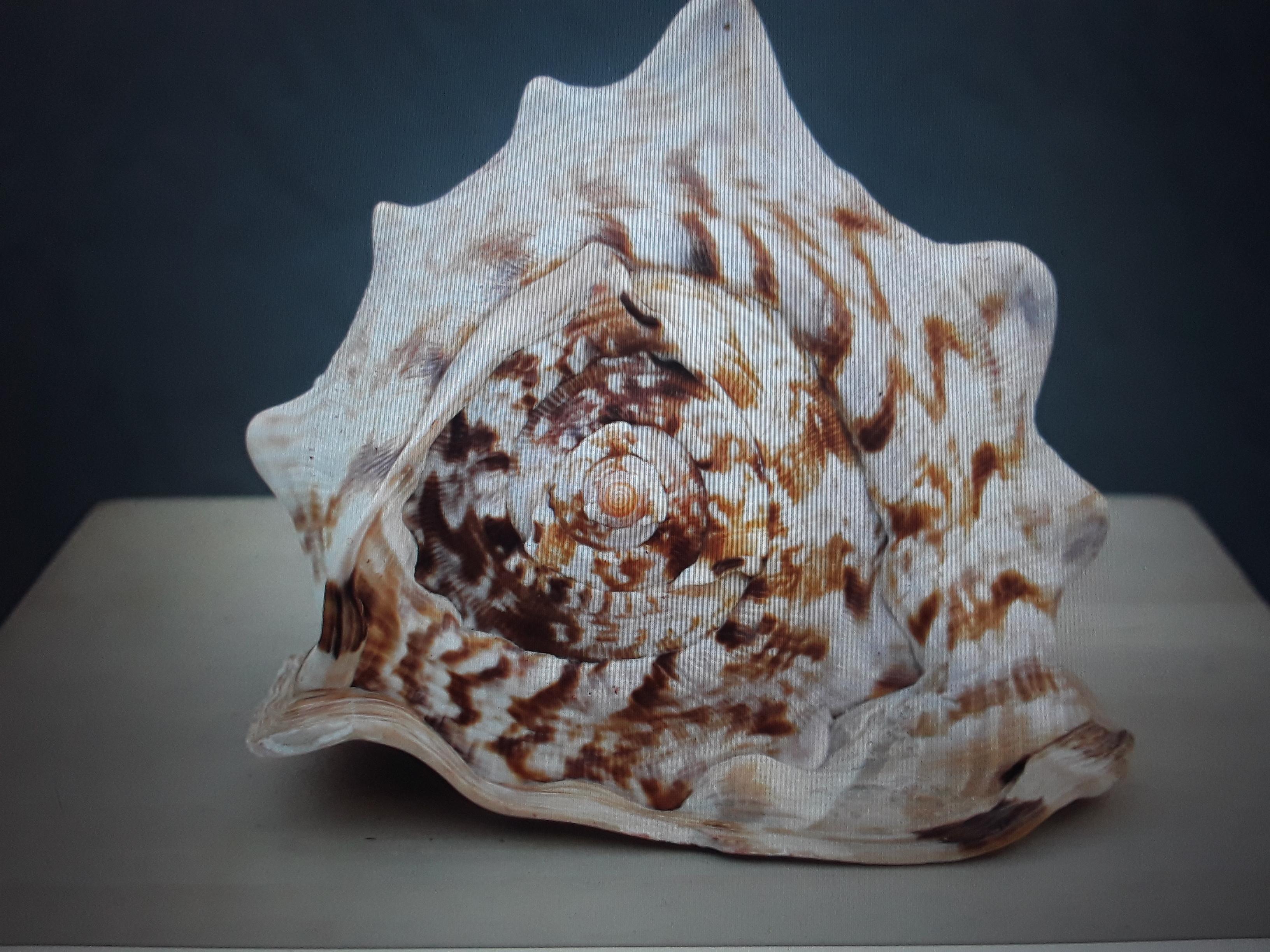 Mid-20th Century Beautiful and Highly Decorative Natural Sea Shell #3 For Sale