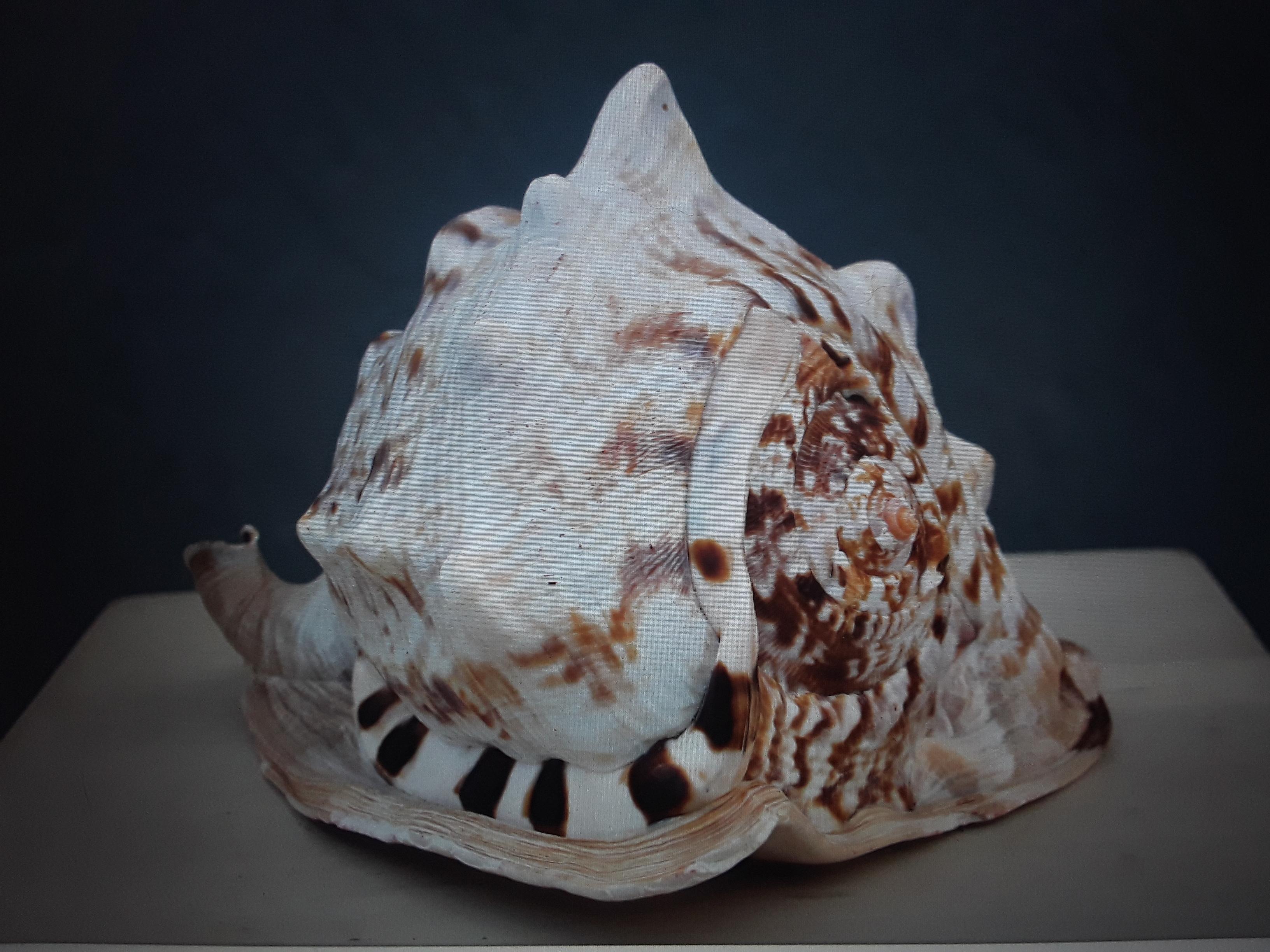 Beautiful and Highly Decorative Natural Sea Shell #3 For Sale 1