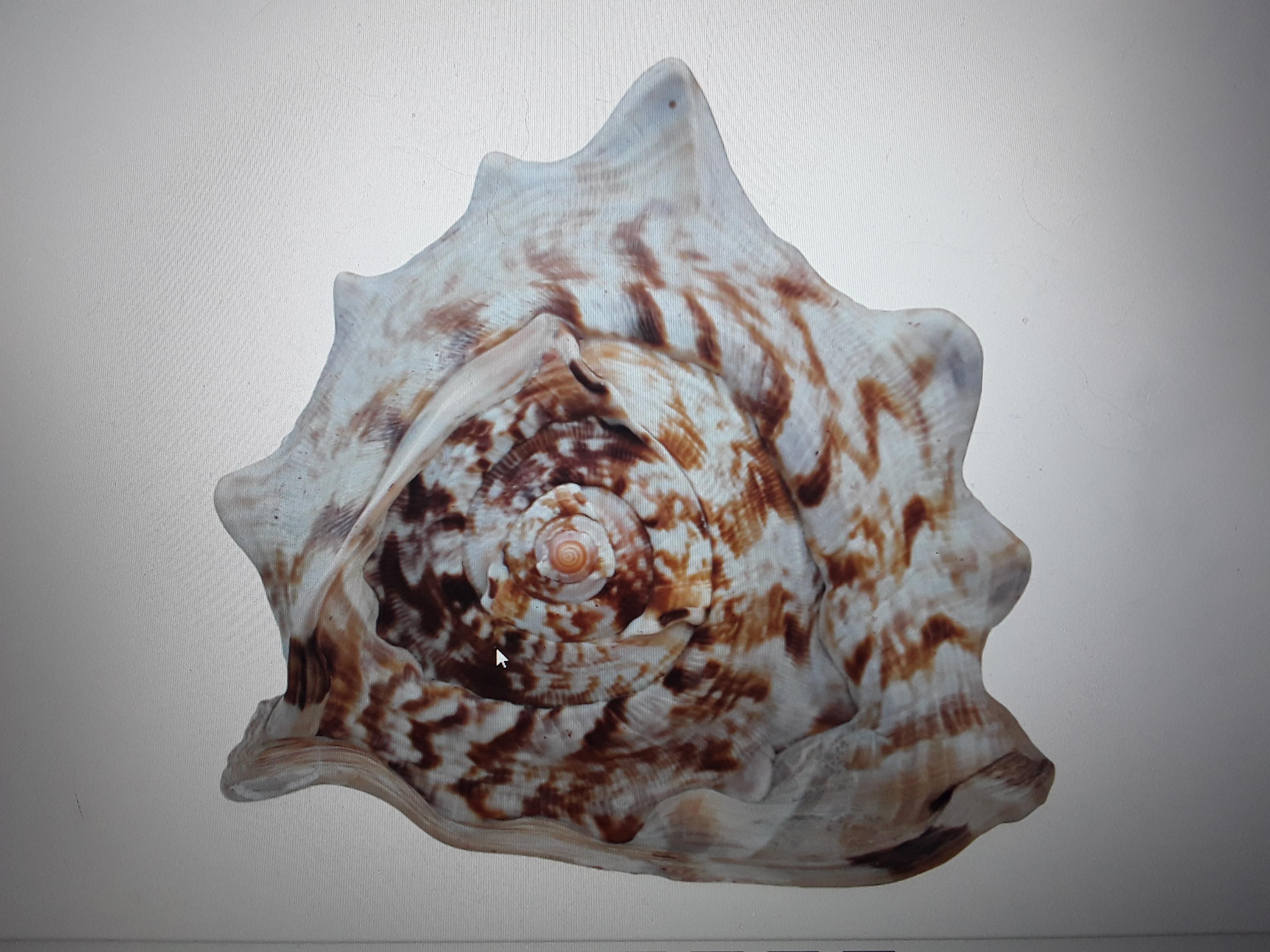 Beautiful and Highly Decorative Natural Sea Shell #3 For Sale 2