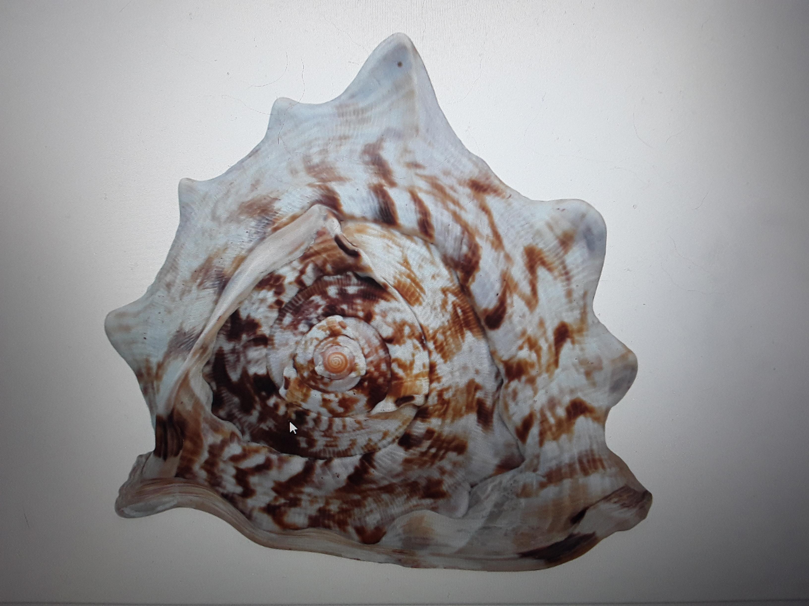 Beautiful and Highly Decorative Natural Sea Shell #3 For Sale 3