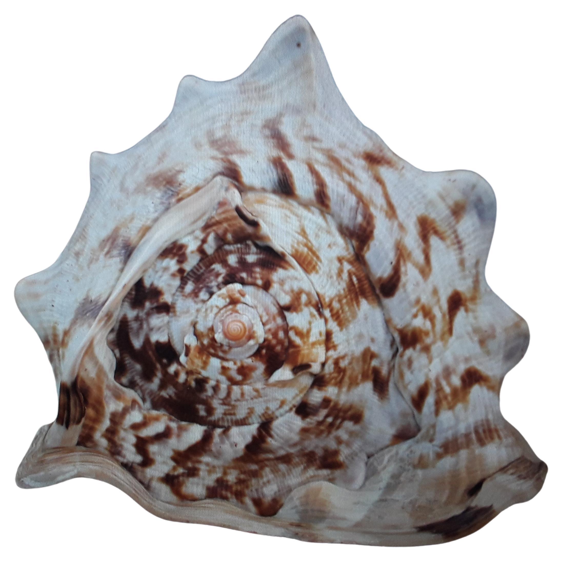 Beautiful and Highly Decorative Natural Sea Shell #3 For Sale