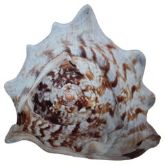 Used Beautiful and Highly Decorative Natural Sea Shell #3