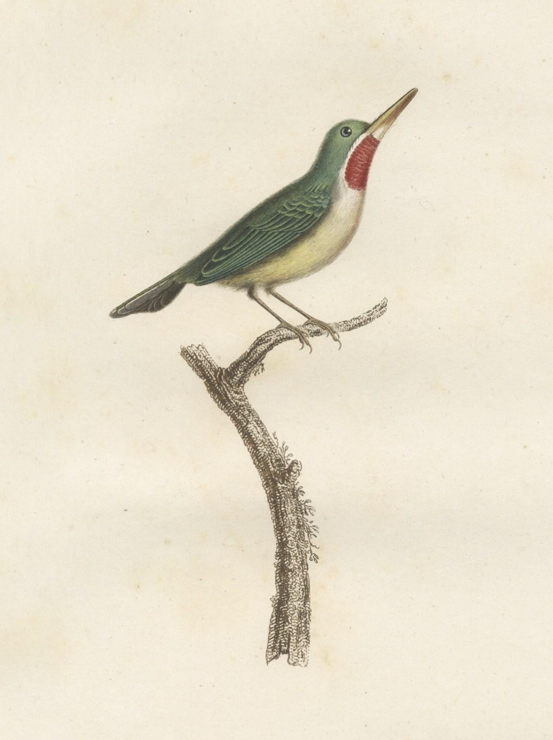 Beautiful and Rare Antique Bird Print of a Jamaican Tody by Vieillot, 1807 In Good Condition For Sale In Langweer, NL