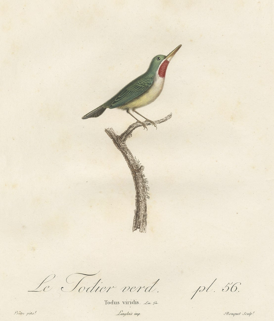 Beautiful and Rare Antique Bird Print of a Jamaican Tody by Vieillot, 1807 For Sale