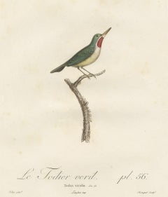 Magnifique et rare gravure ancienne d'oiseau d'un tody jamaïcain par Vieillot, 1807