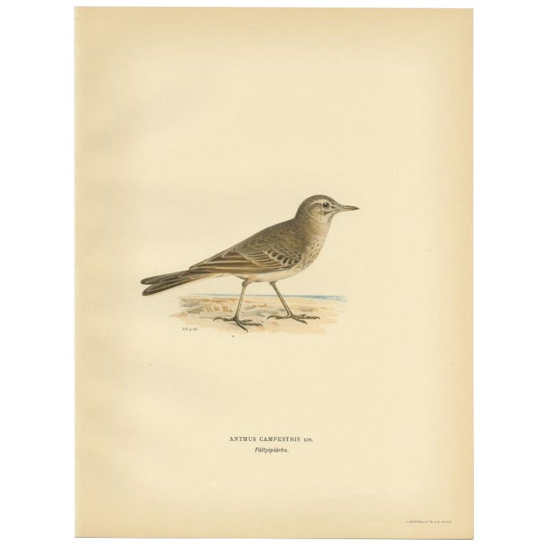 Schöner antiker Vogeldruck des zwanzigjährigen Pfeifenpippes, 1927