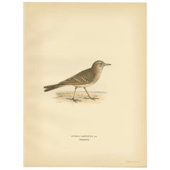 Schöner antiker Vogeldruck des zwanzigjährigen Pfeifenpippes, 1927