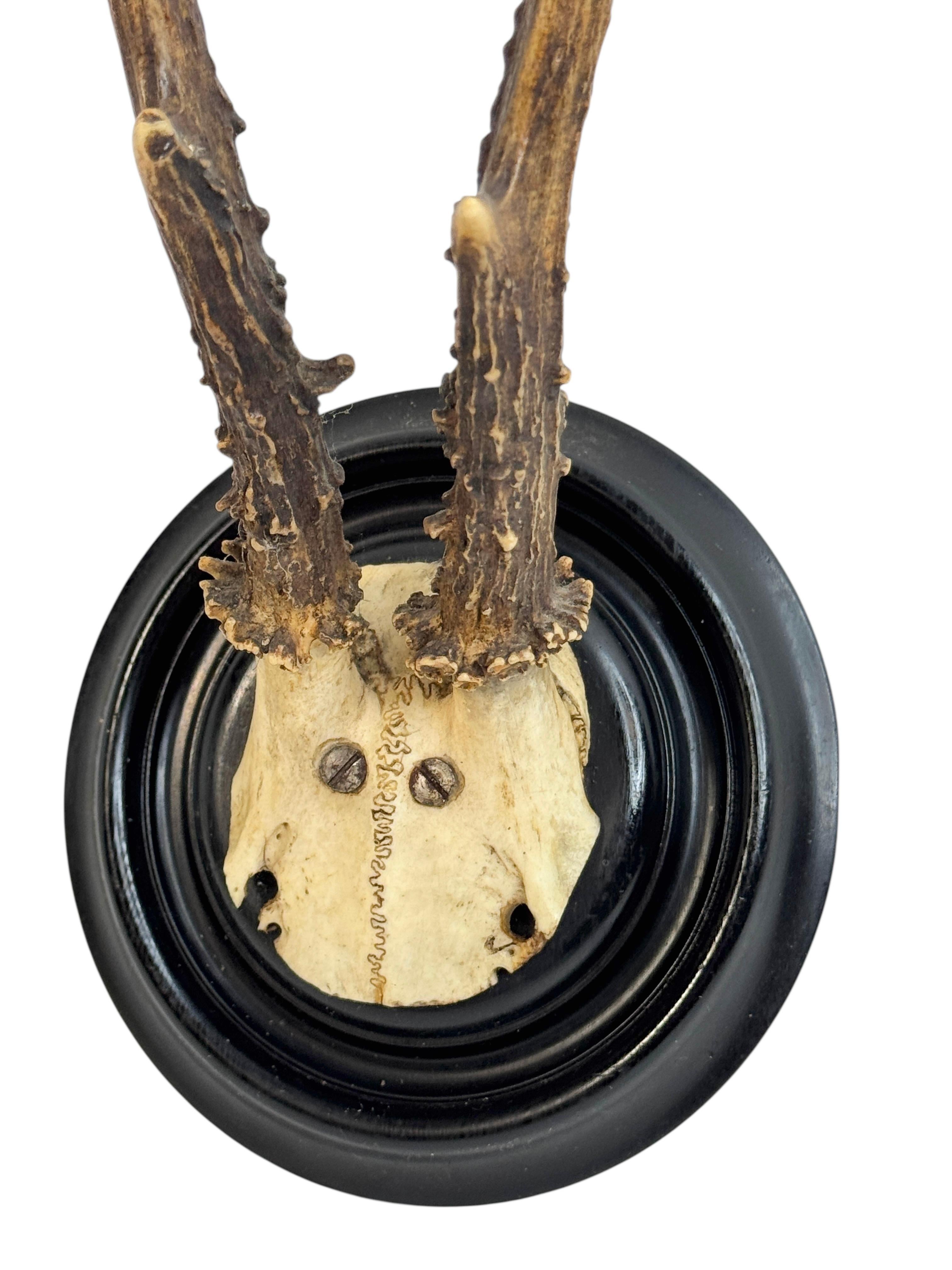 Beautiful Antique Black Forest Deer Antler Trophy, German, 1890s or older For Sale 4