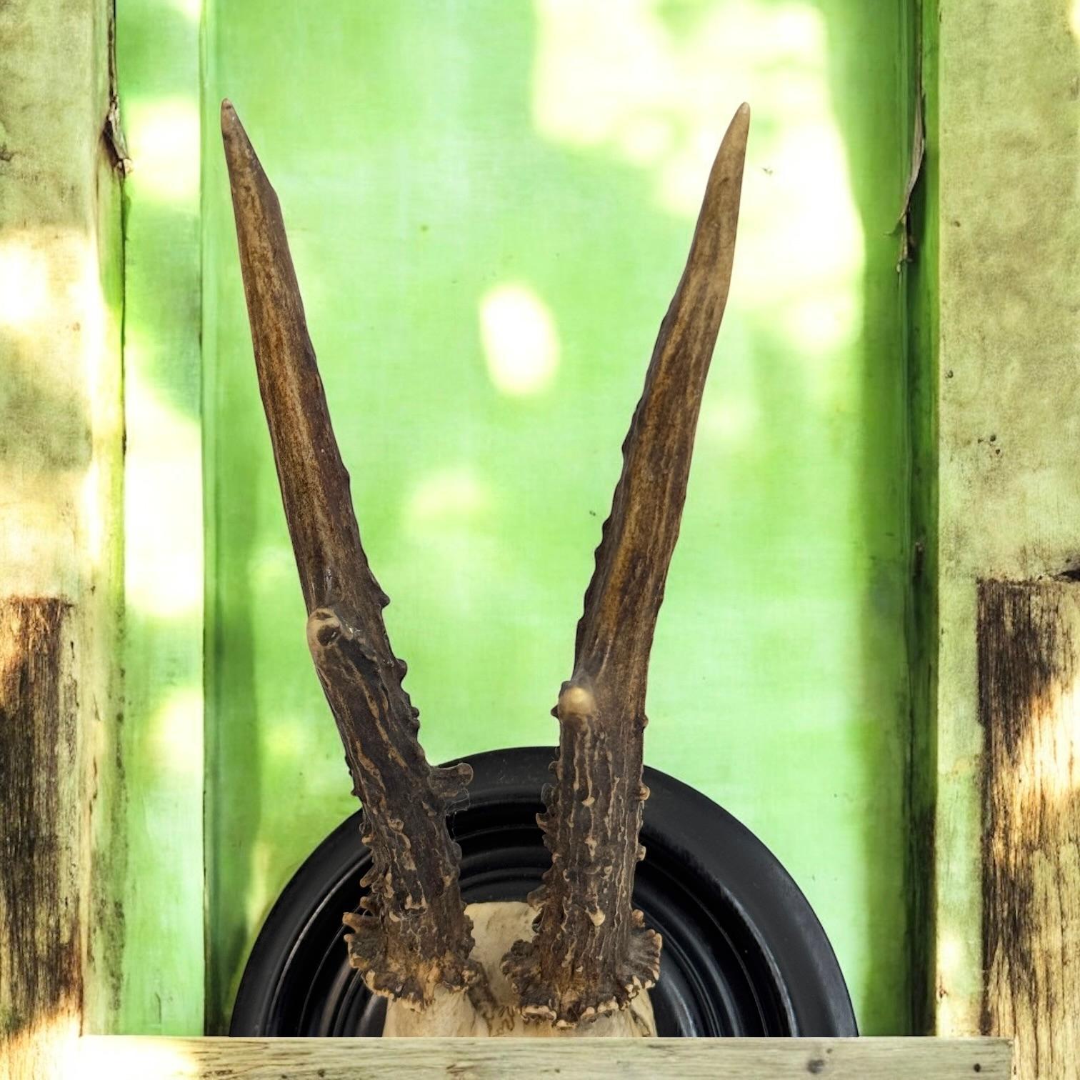 Beautiful Antique Black Forest Deer Antler Trophy, German, 1890s or older For Sale 5