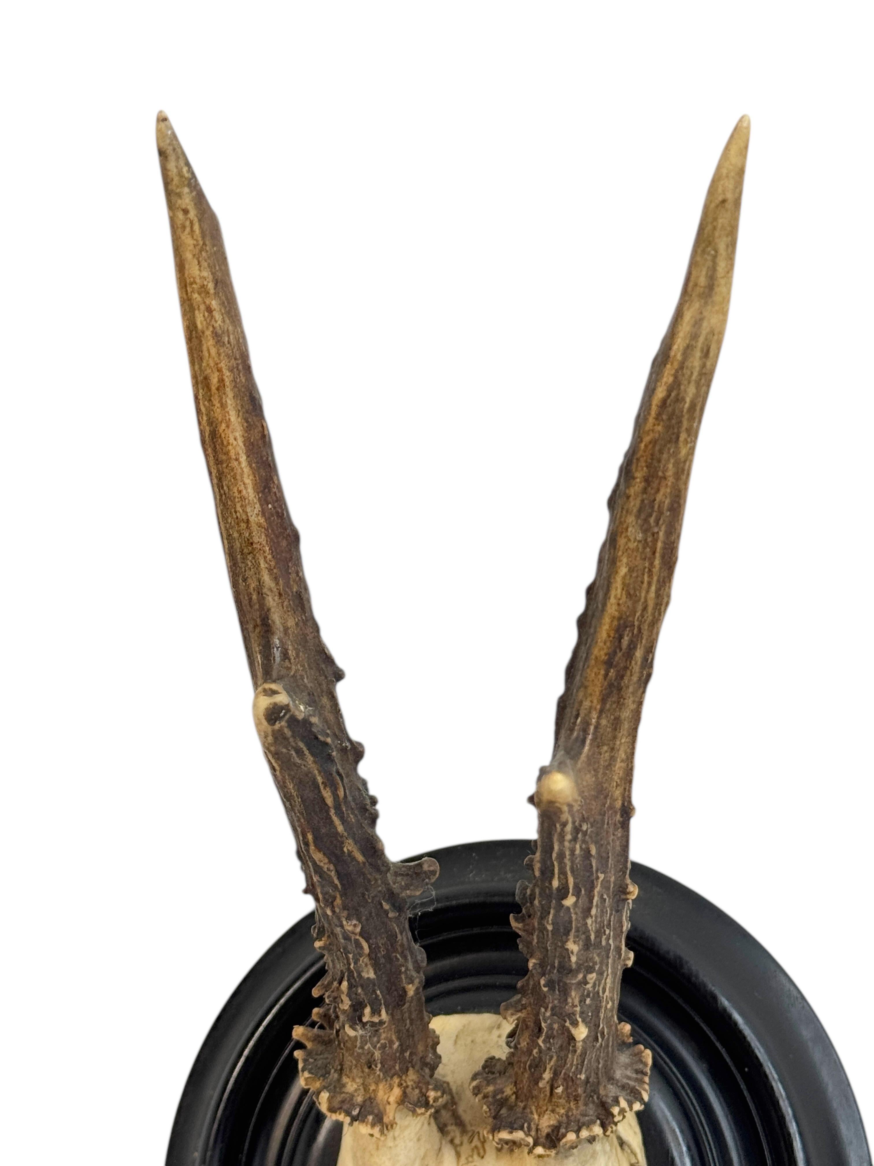 Beautiful Antique Black Forest Deer Antler Trophy, German, 1890s or older For Sale 6