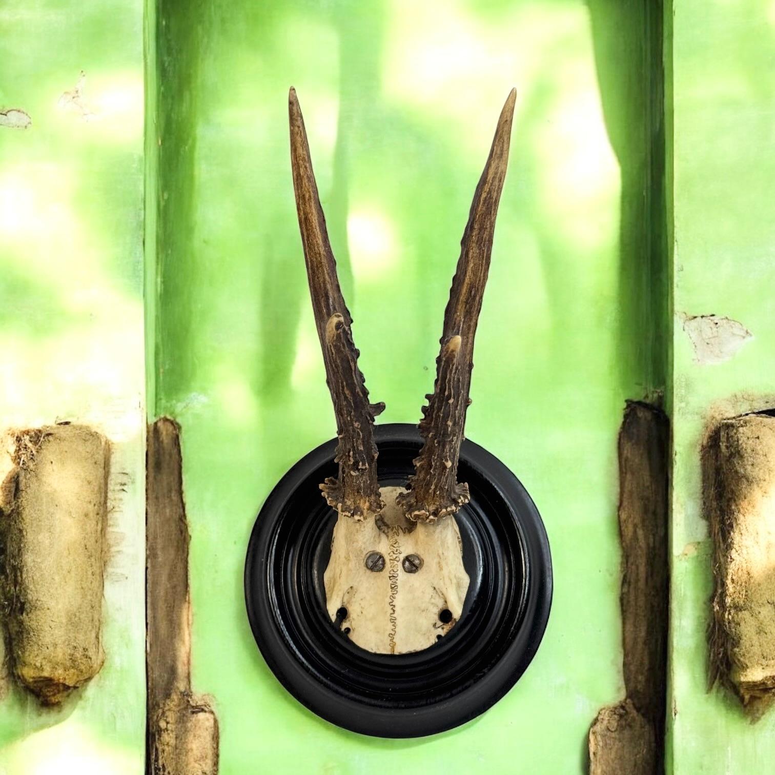 A beautiful antique Black Forest deer antler trophy on hand carved, black lacquered wooden plaque. It's from the 1890s or older. The size given in the dimensions section refers to the item seen on the pictures. A nice addition to your hunters loge
