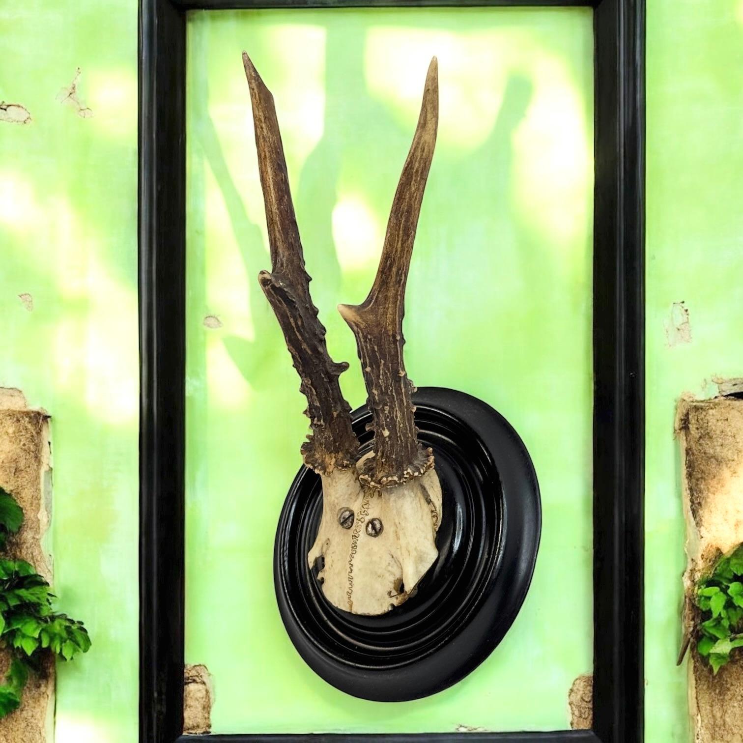 Hand-Carved Beautiful Antique Black Forest Deer Antler Trophy, German, 1890s or older For Sale