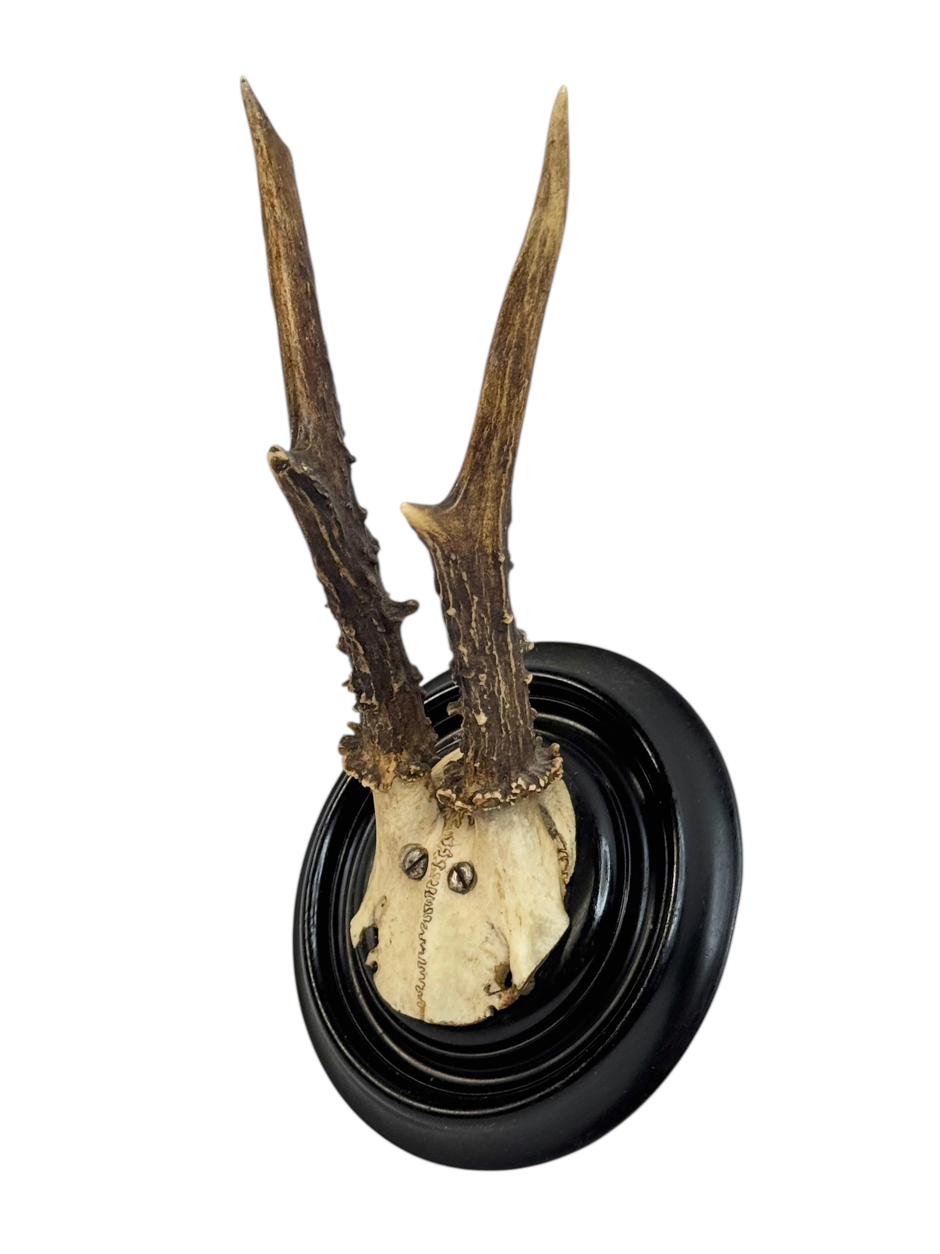 Beautiful Antique Black Forest Deer Antler Trophy, German, 1890s or older In Good Condition For Sale In Nuernberg, DE