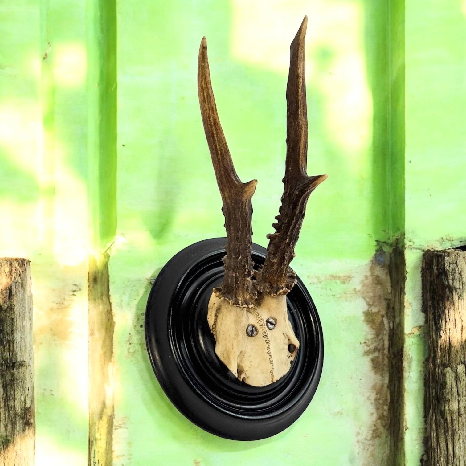 19th Century Beautiful Antique Black Forest Deer Antler Trophy, German, 1890s or older For Sale