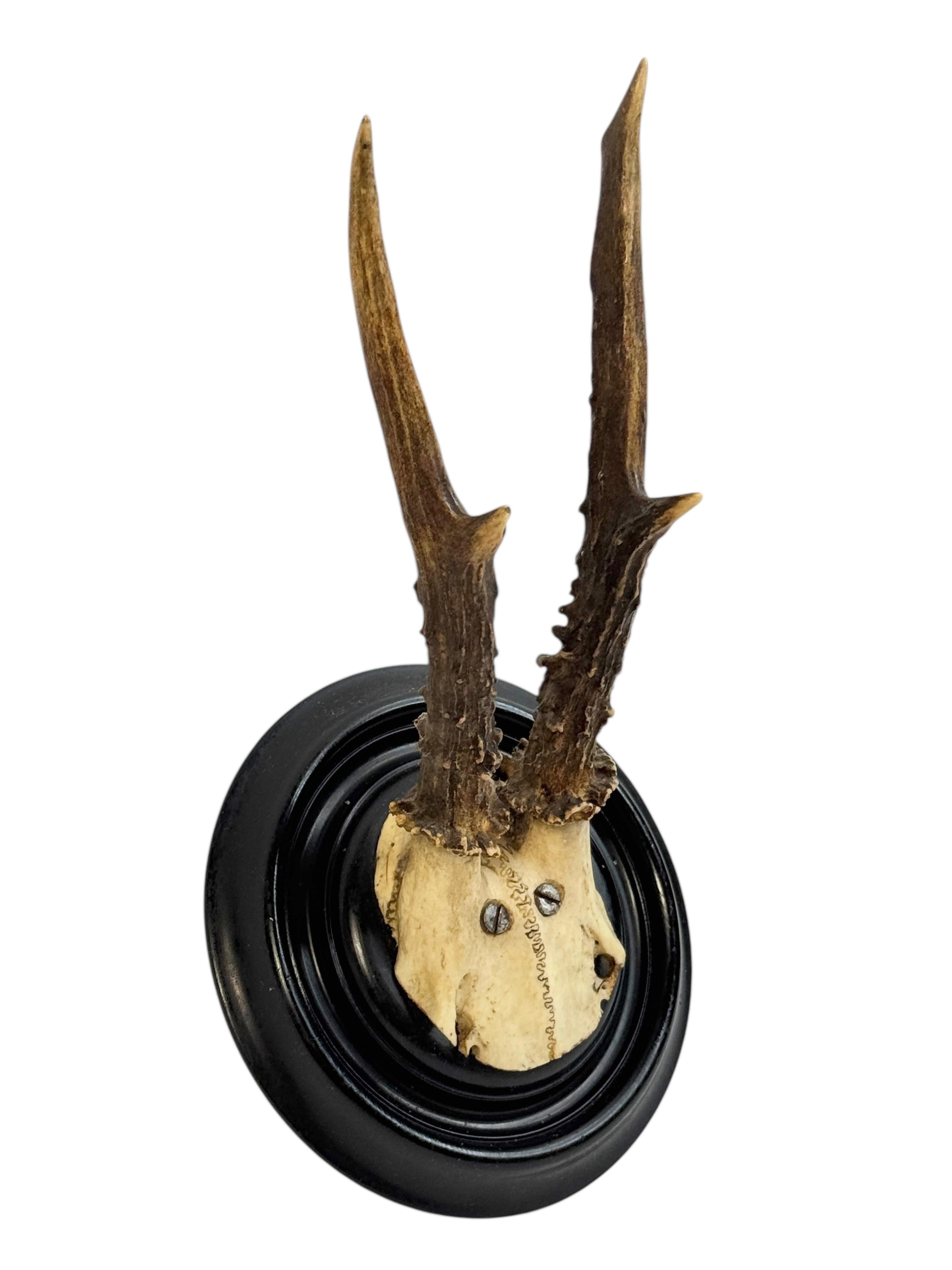 Beautiful Antique Black Forest Deer Antler Trophy, German, 1890s or older For Sale 1