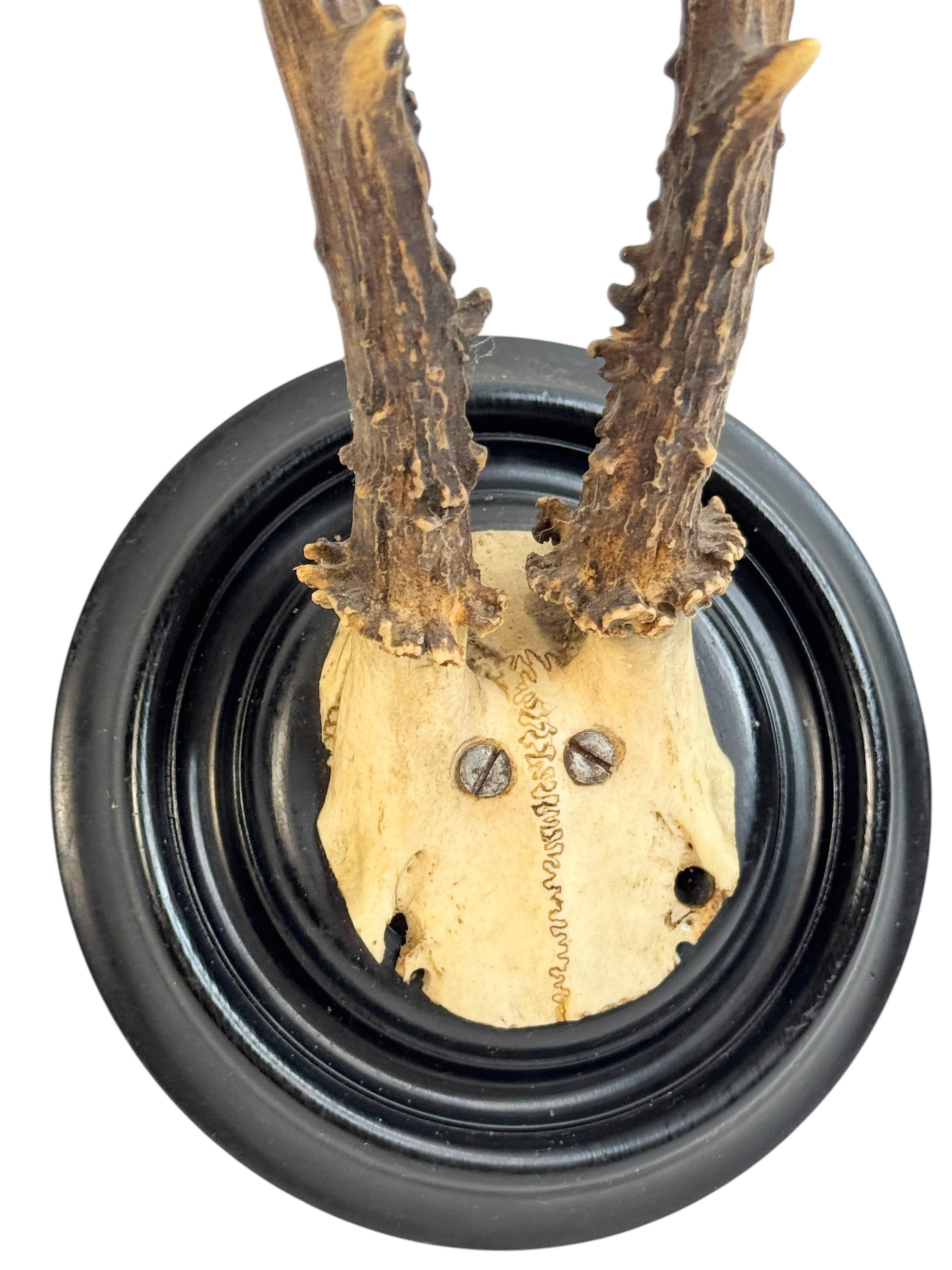 Beautiful Antique Black Forest Deer Antler Trophy, German, 1890s or older For Sale 2