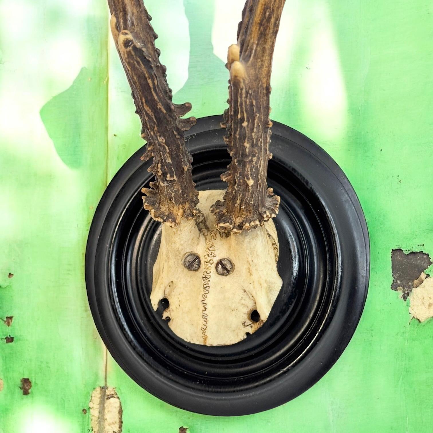 Beautiful Antique Black Forest Deer Antler Trophy, German, 1890s or older For Sale 3