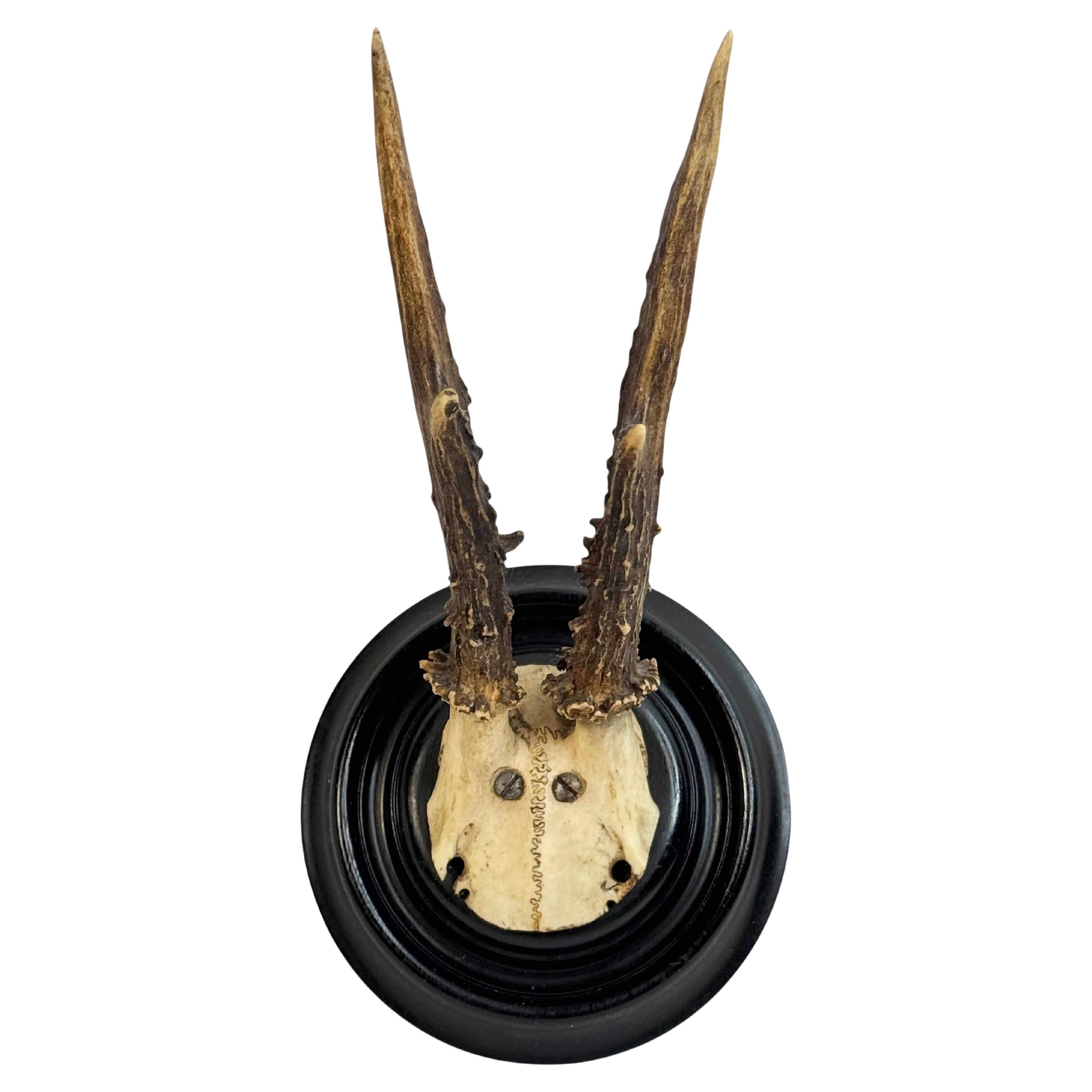 Beautiful Antique Black Forest Deer Antler Trophy, German, 1890s or older For Sale