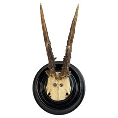 Beautiful Antique Black Forest Deer Antler Trophy, German, 1890s or older