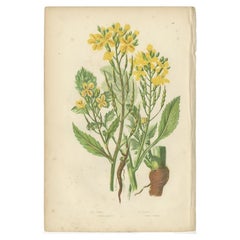 Beautiful Antique Botany Print of Wild Radish, c.1860