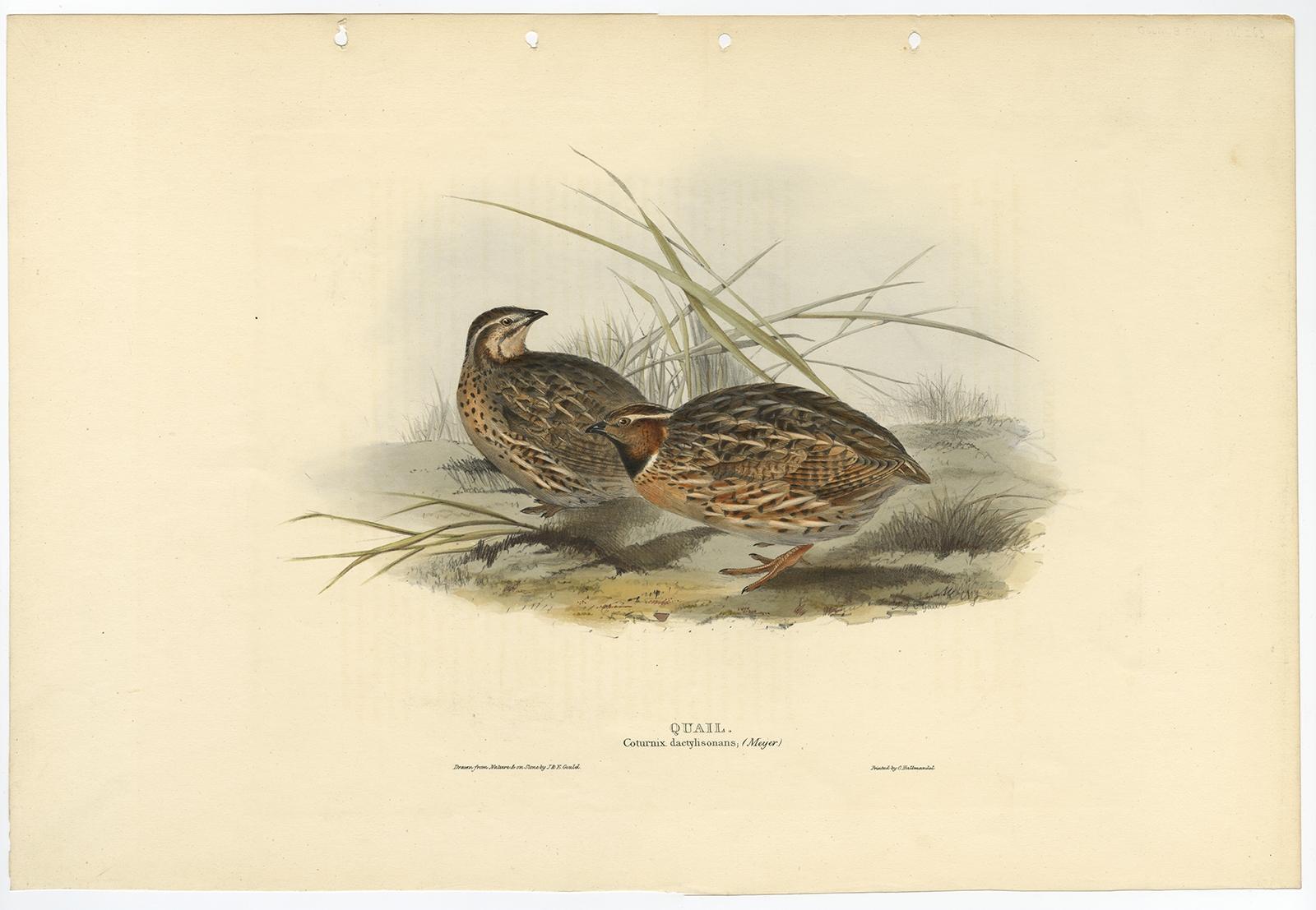 Antique bird print titled 'Quail (Coturnix dactylisonans).' 

This plate shows the common quail (Coturnix coturnix). Expertly hand-coloured.John Gould: 