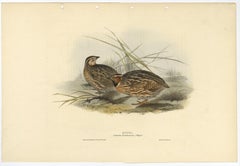 Beautiful Antique Hand-Colored Bird Print of the Common Quail by Gould, 1832