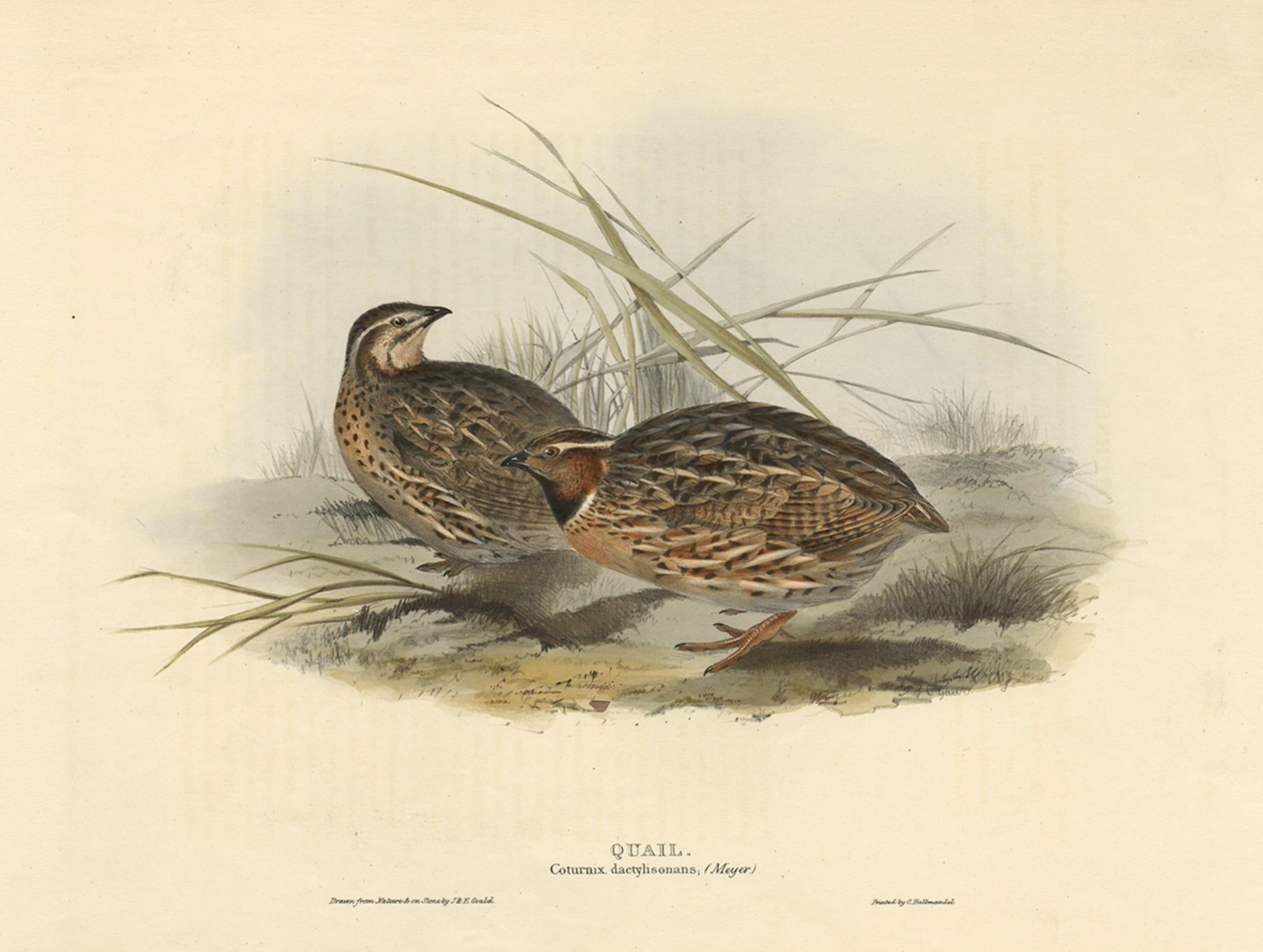 Beautiful Antique Hand-Colored Bird Print of the Common Quail by Gould, 1832 In Good Condition For Sale In Langweer, NL