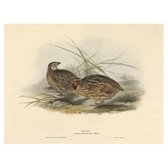 Beautiful Antique Hand-Colored Bird Print of the Common Quail by Gould, 1832